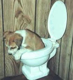 puppytoliet.jpg