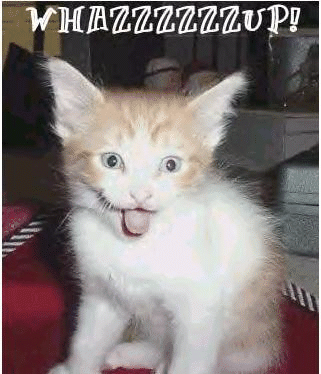whazzupkat.gif