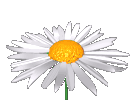 A cat; Actual size=240 pixels wide